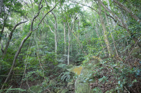 Secondary forest in the Lantau North Country Park, buffering temperature impacts on understory wildlife.
(Photo credit: Insect Biodiversity and Biogeography Laboratory)